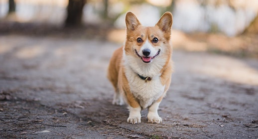 /sites/g/files/fnmzdf6311/files/2025-05/corgi-outside-list.jpg