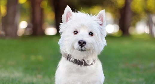 /sites/g/files/fnmzdf6311/files/2025-05/westie-with-collar-article-hero-list_0.jpg