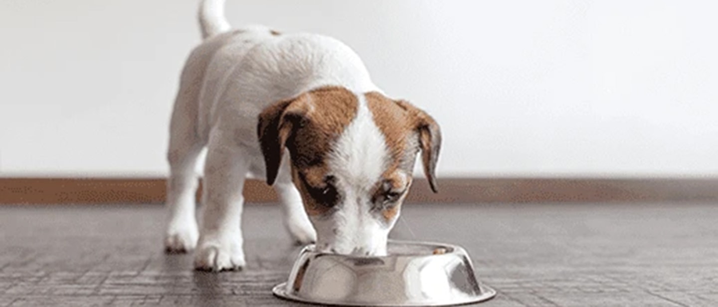 I benefici degli alimenti umidi per cani