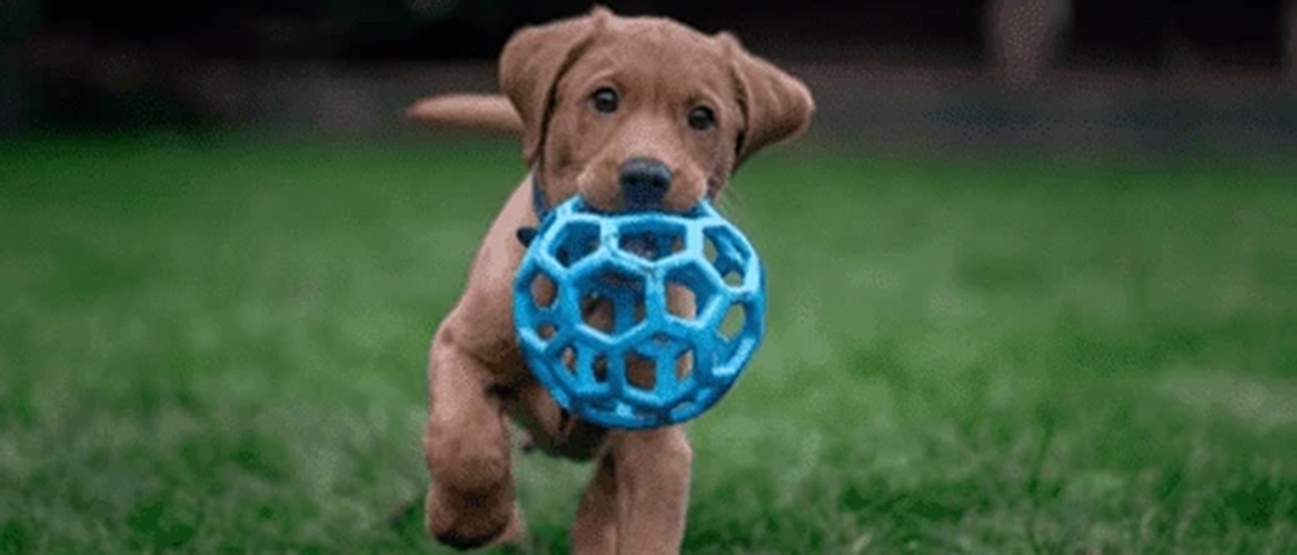 Come scegliere i giocattoli più sicuri per il tuo cane di piccola taglia