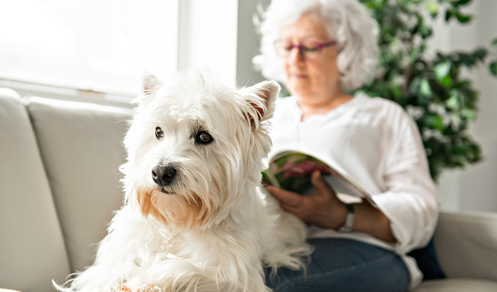 Westie sitting on an old woman's lap at couch