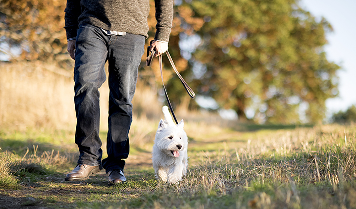 Man and dog walking together outside